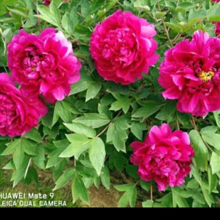 @思念《拒连攒》