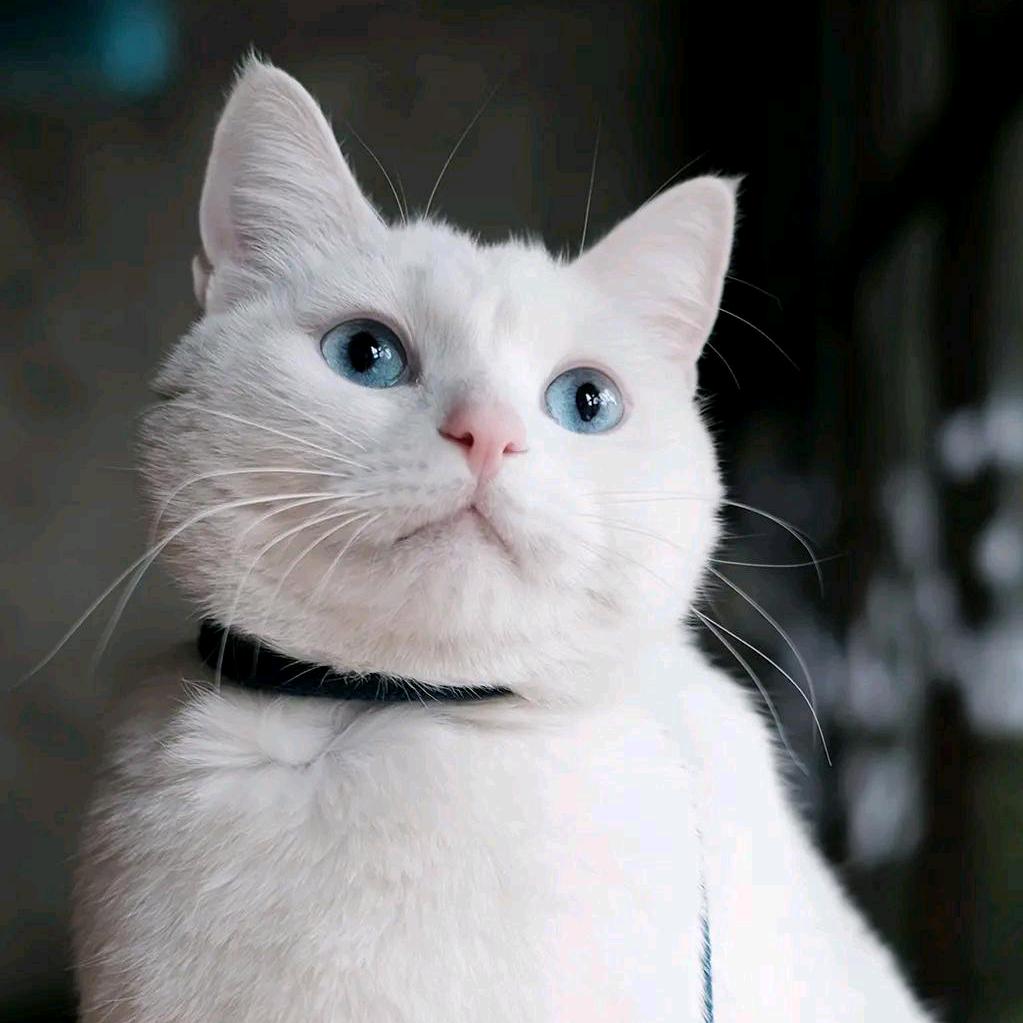 张绅士☁️
