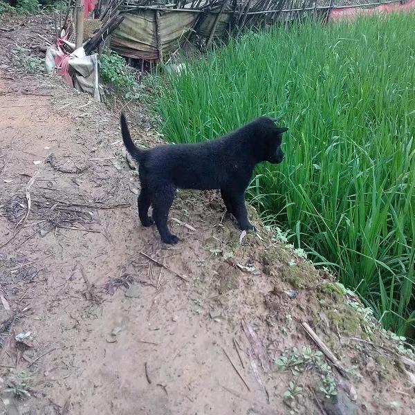 珍妮玛丶戴劲