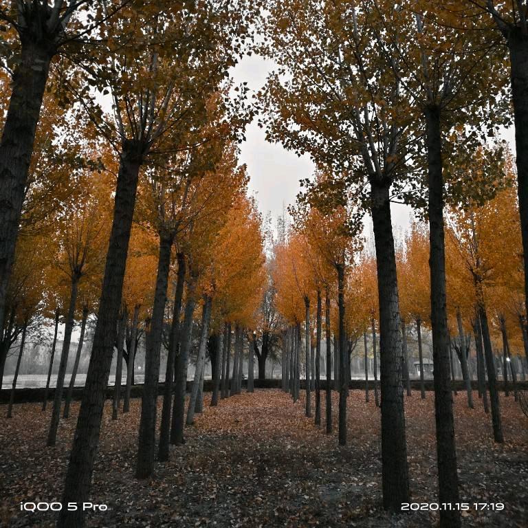 明月清风晓星尘