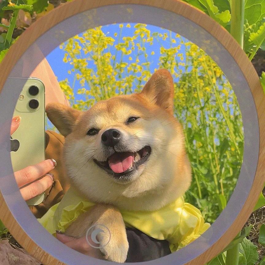 掰包谷