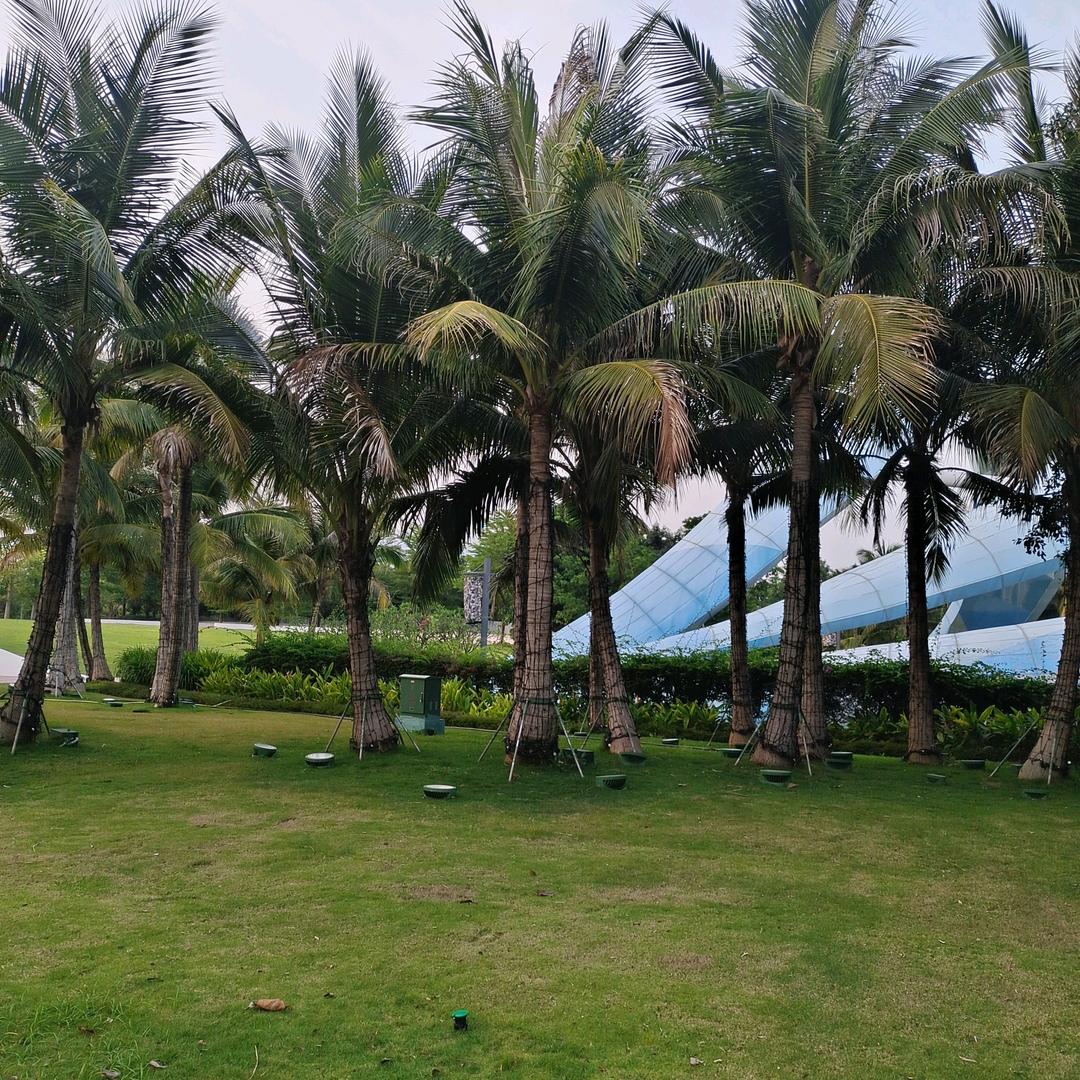 《鸿鹄飞扬》张先生