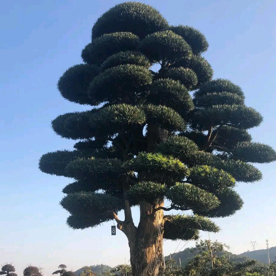 鄢陵诚信苗木