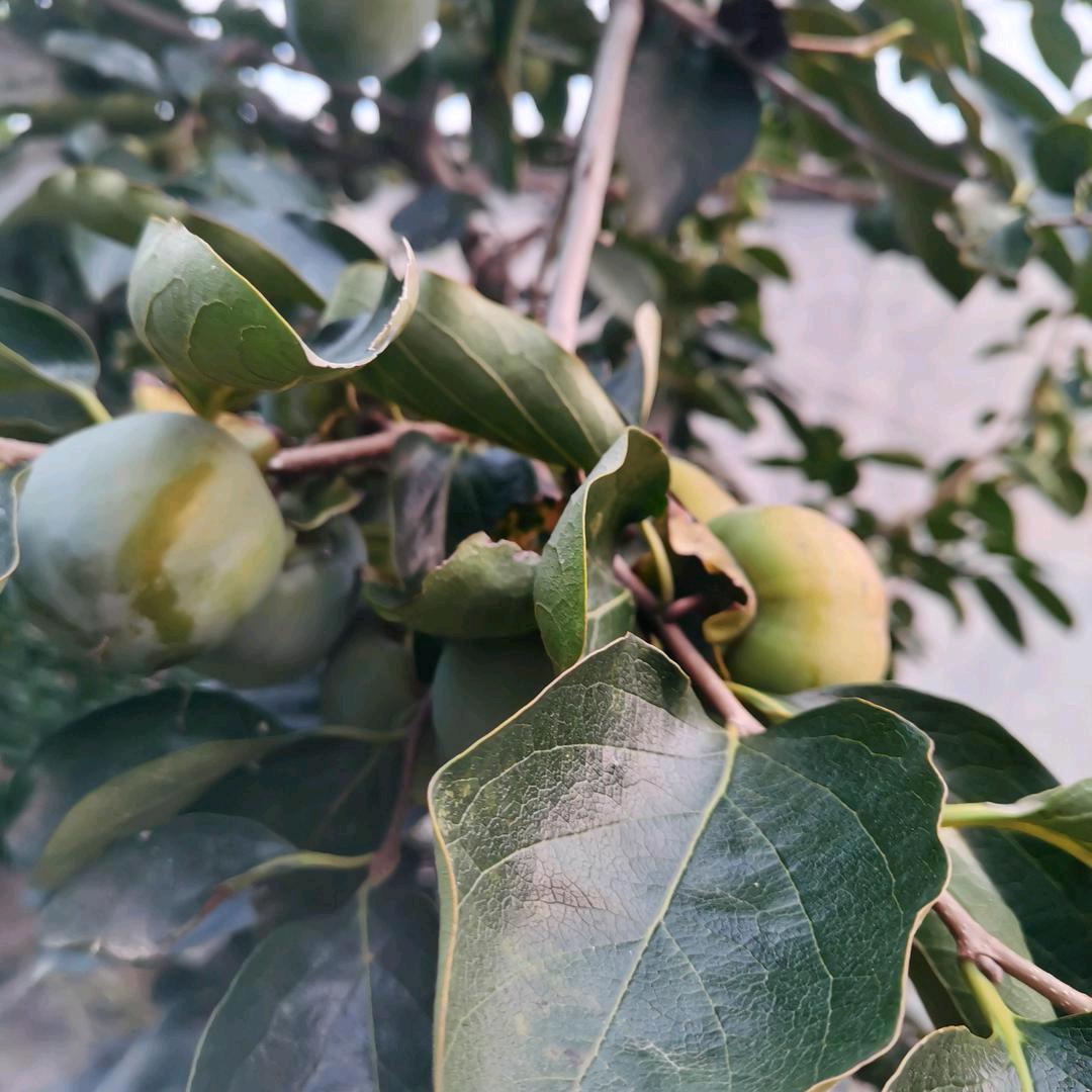 过眼云烟🌻🌻