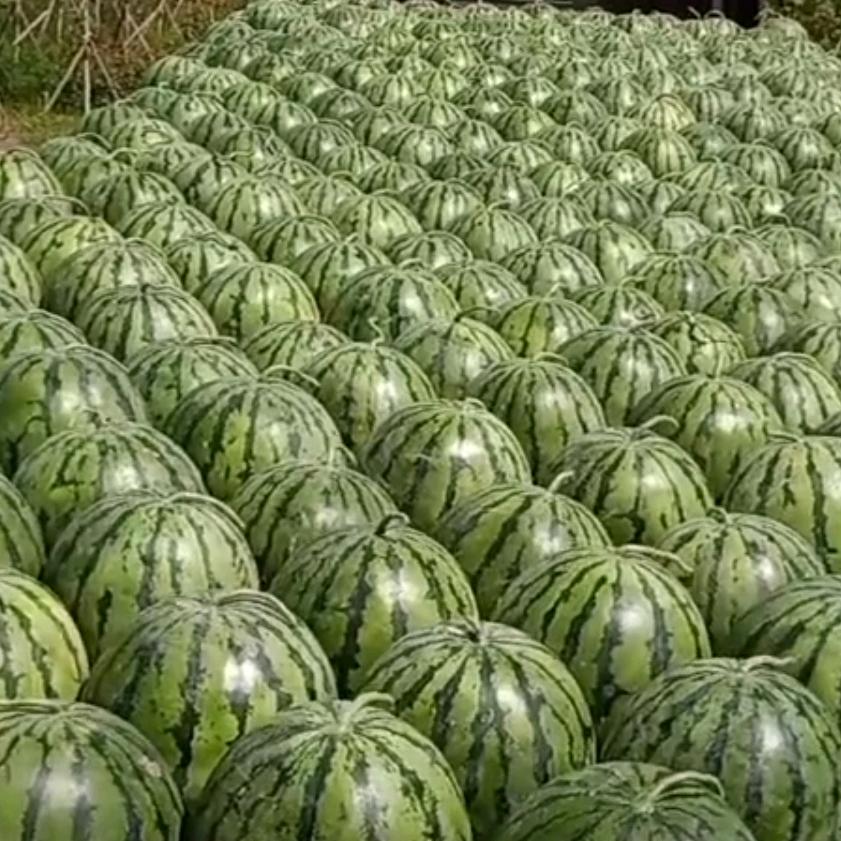 吉林西瓜代办，成子