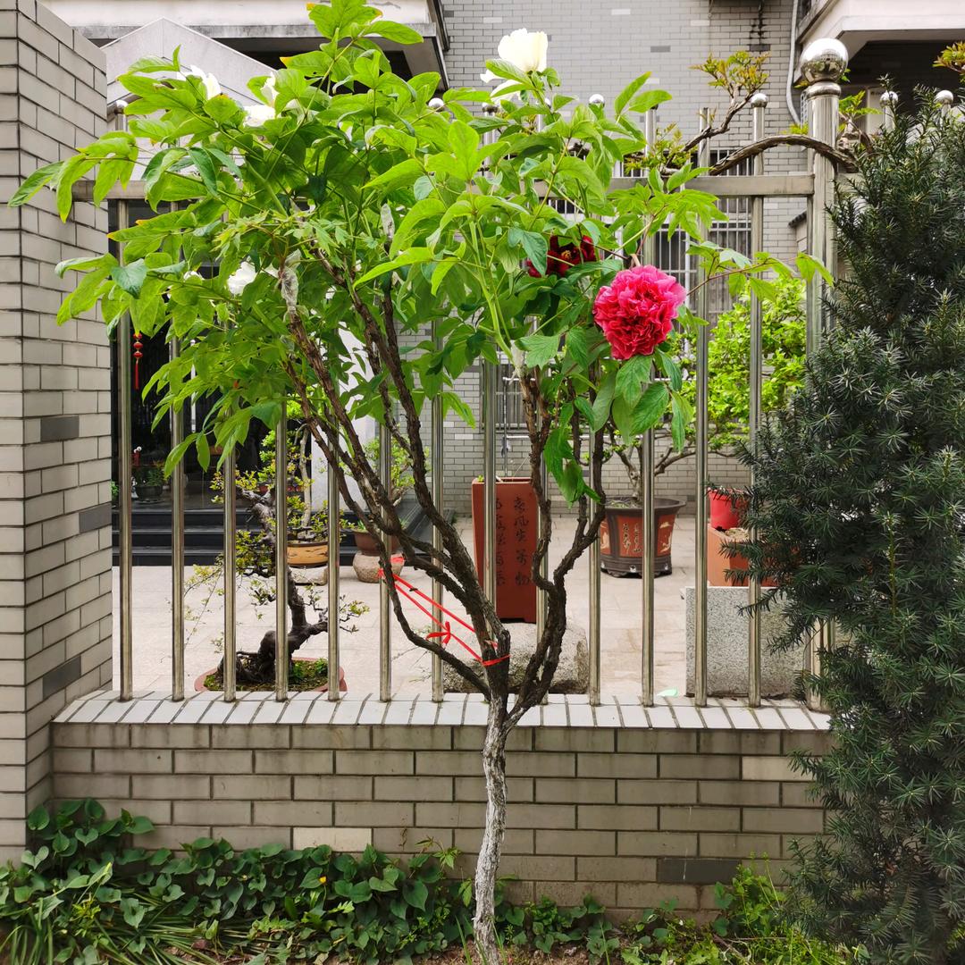 晓东花卉园