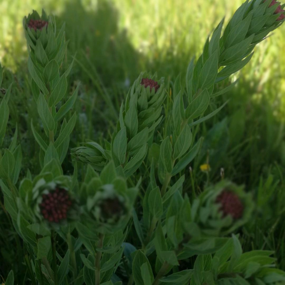 左琼芳