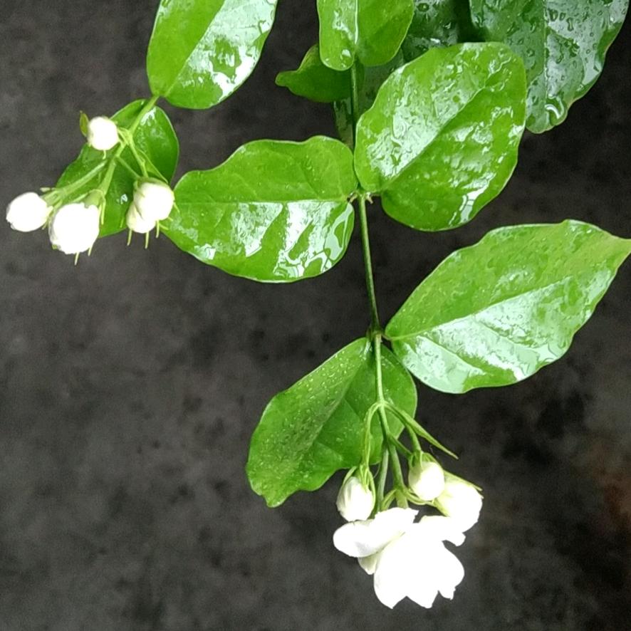 风吹栀子