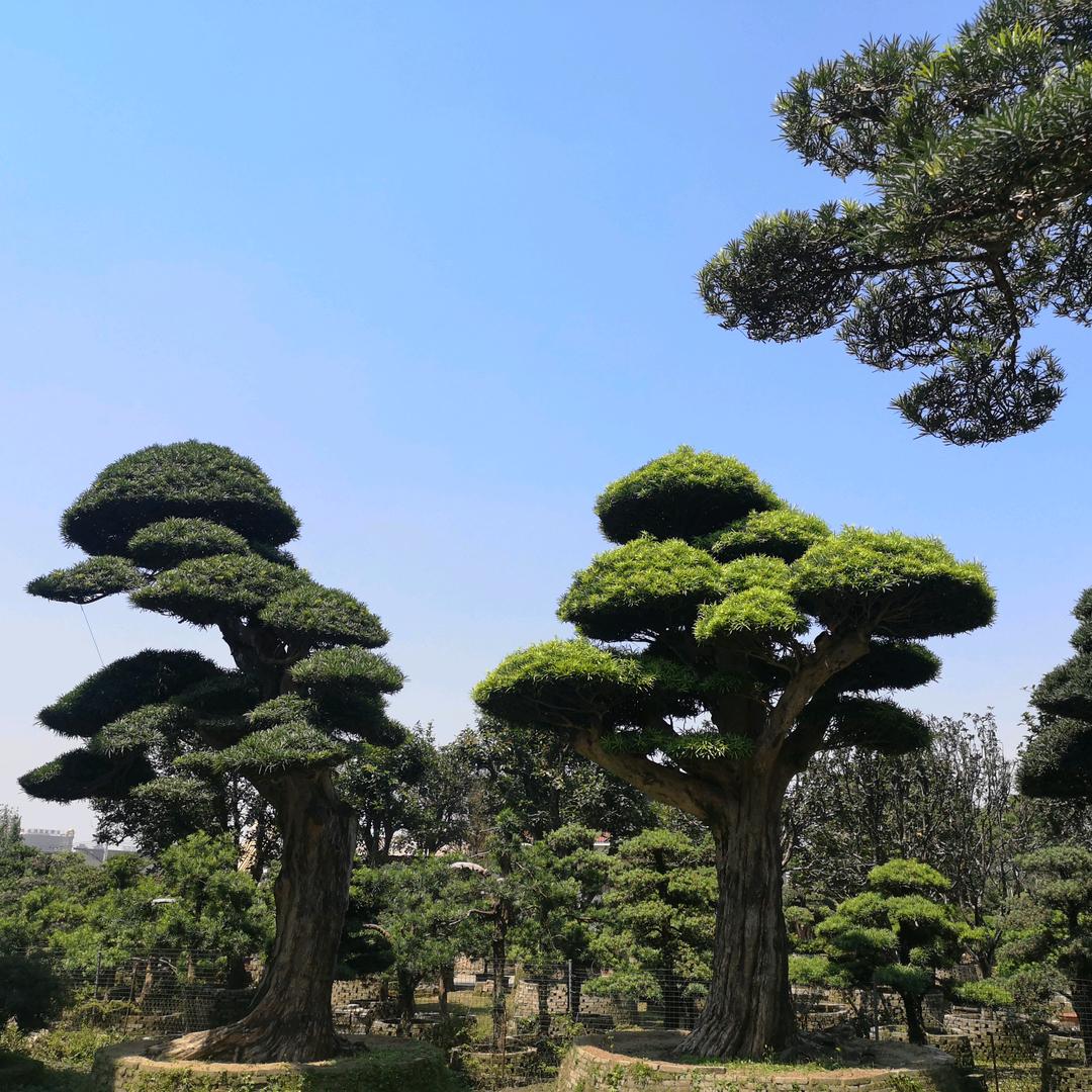 森 林