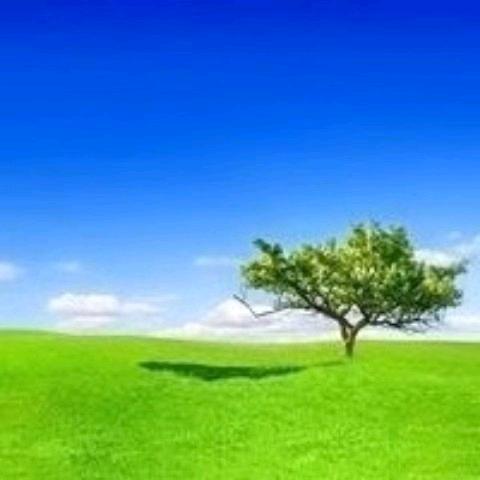 星语新愿