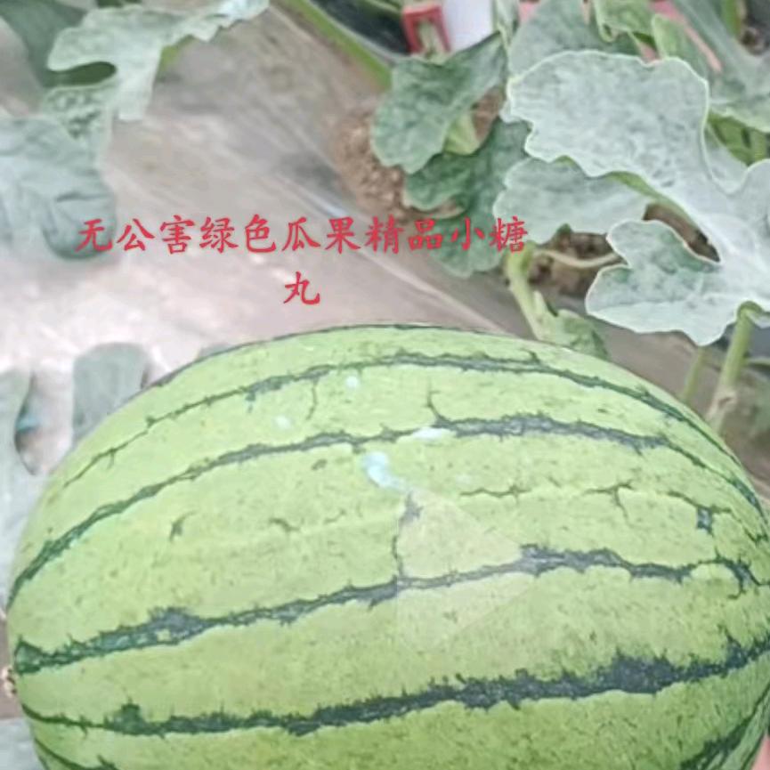 惠农果蔬〈桃李满天下〉