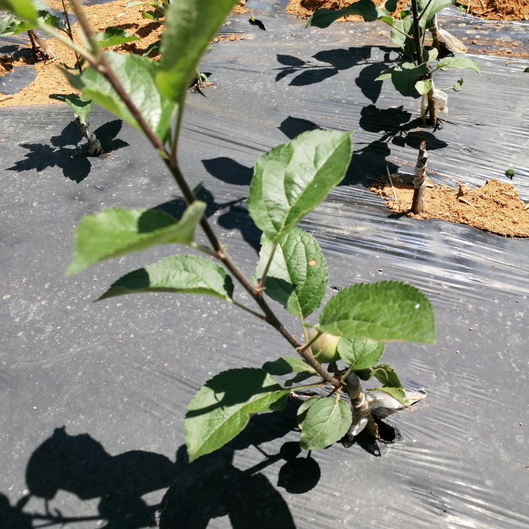 何世义优品小铺