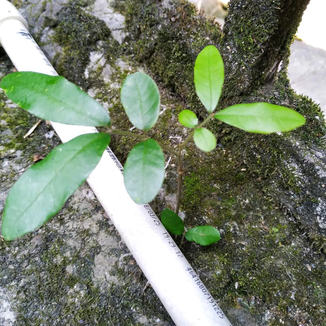 白菜芽牙儿