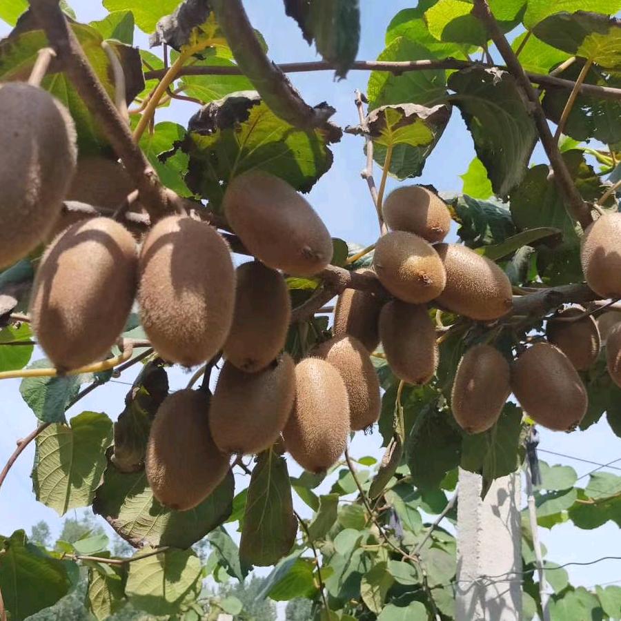 汝河滩猕猴桃采摘园