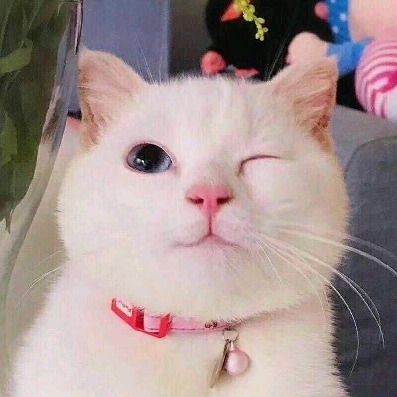 💞向阳🌺自开