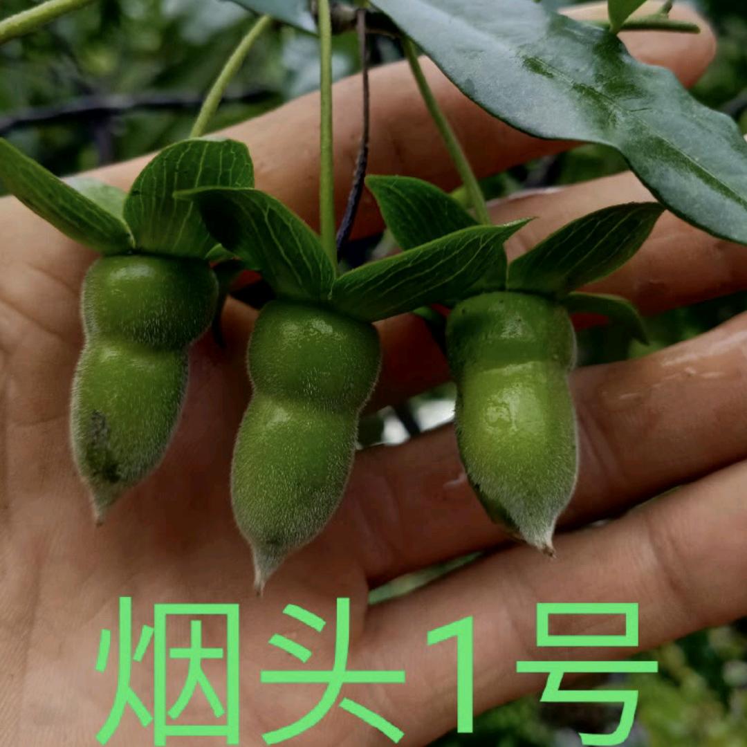 一路向北金弹子盆景园艺