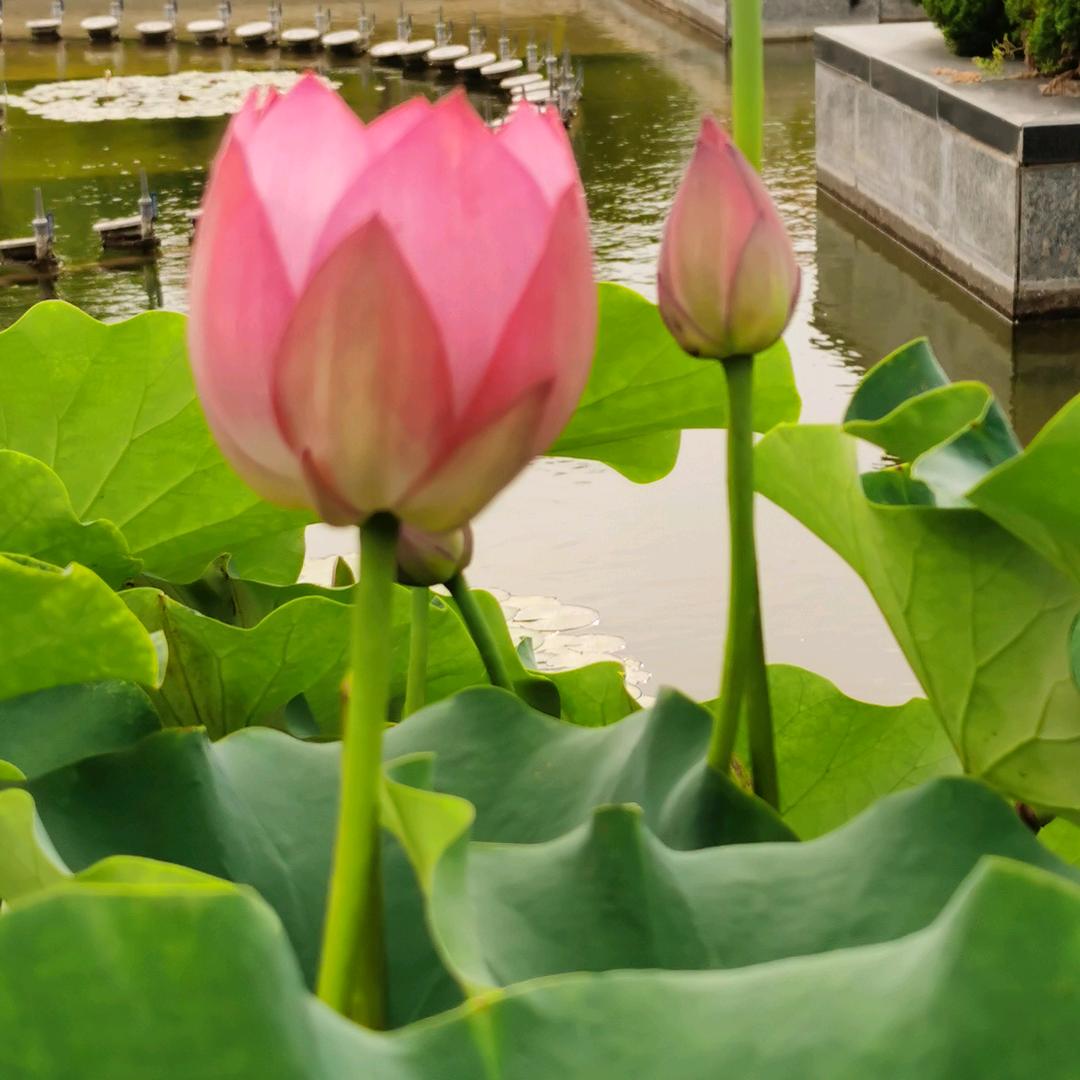 lotus
