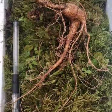 人参鹿茸朱百万