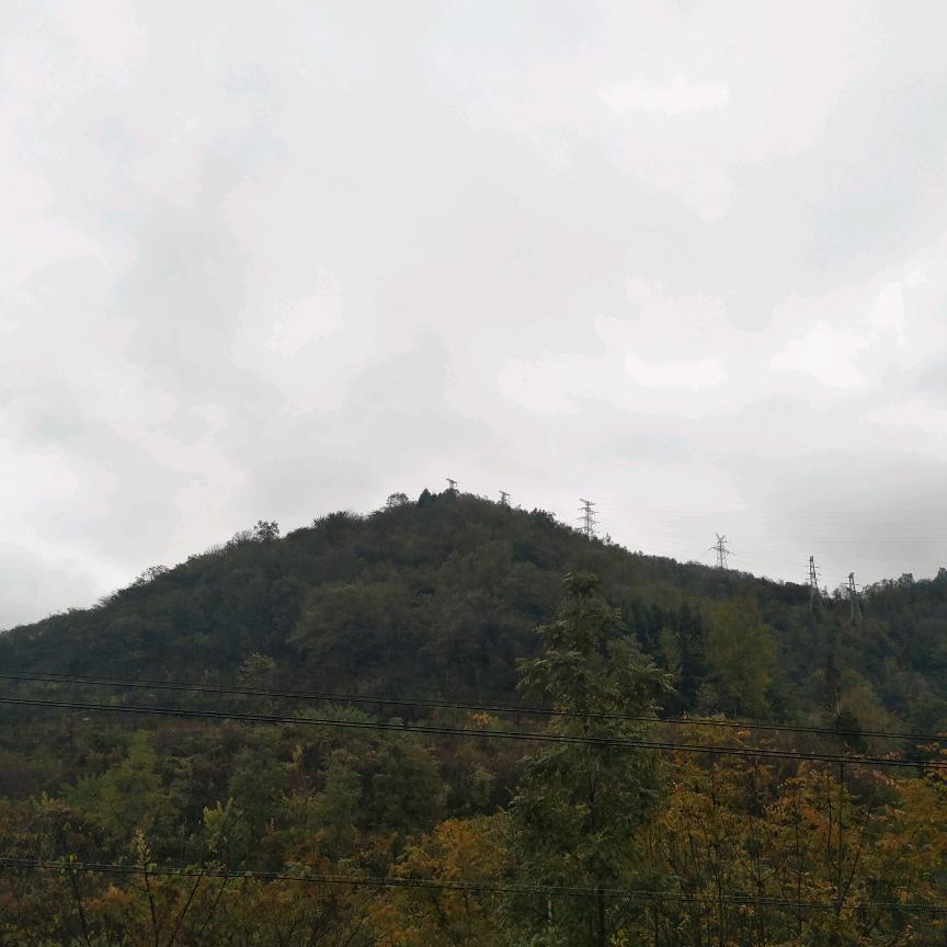 在黑色玫瑰