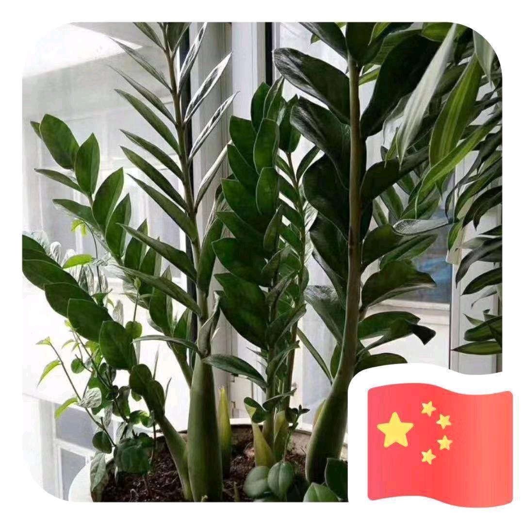 小鱼
