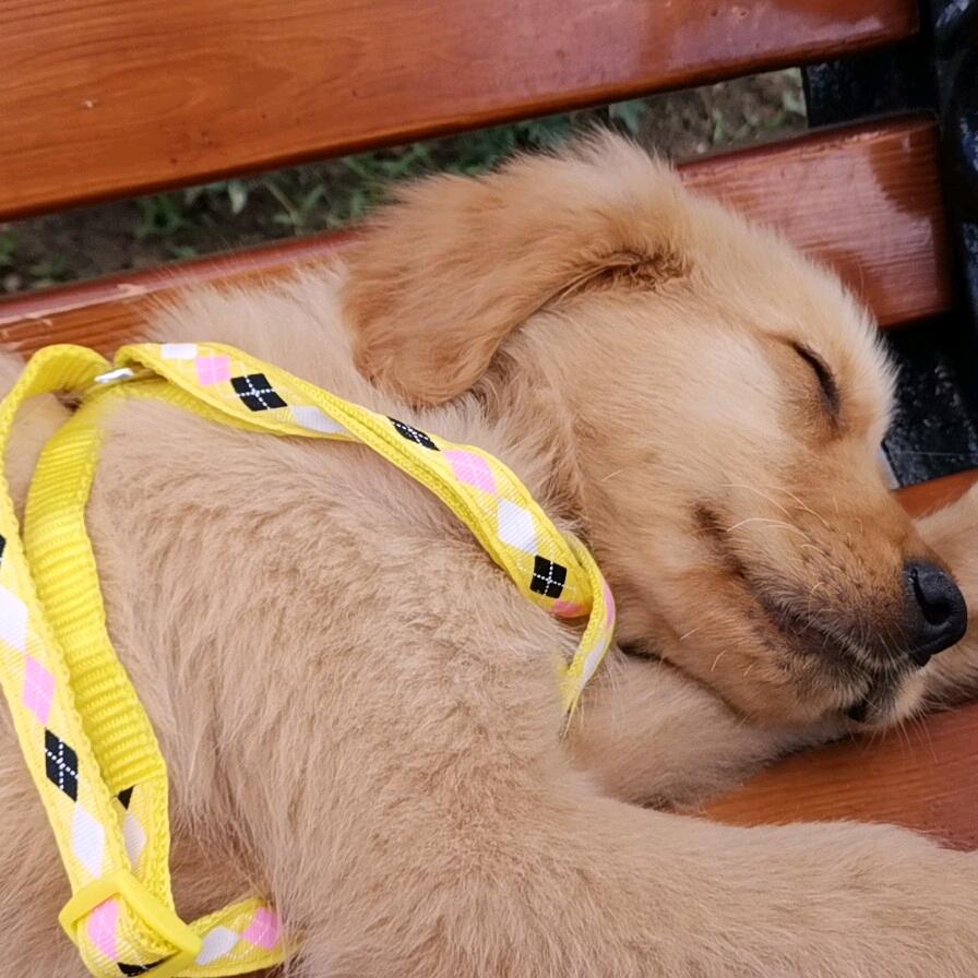 今天依旧练不动