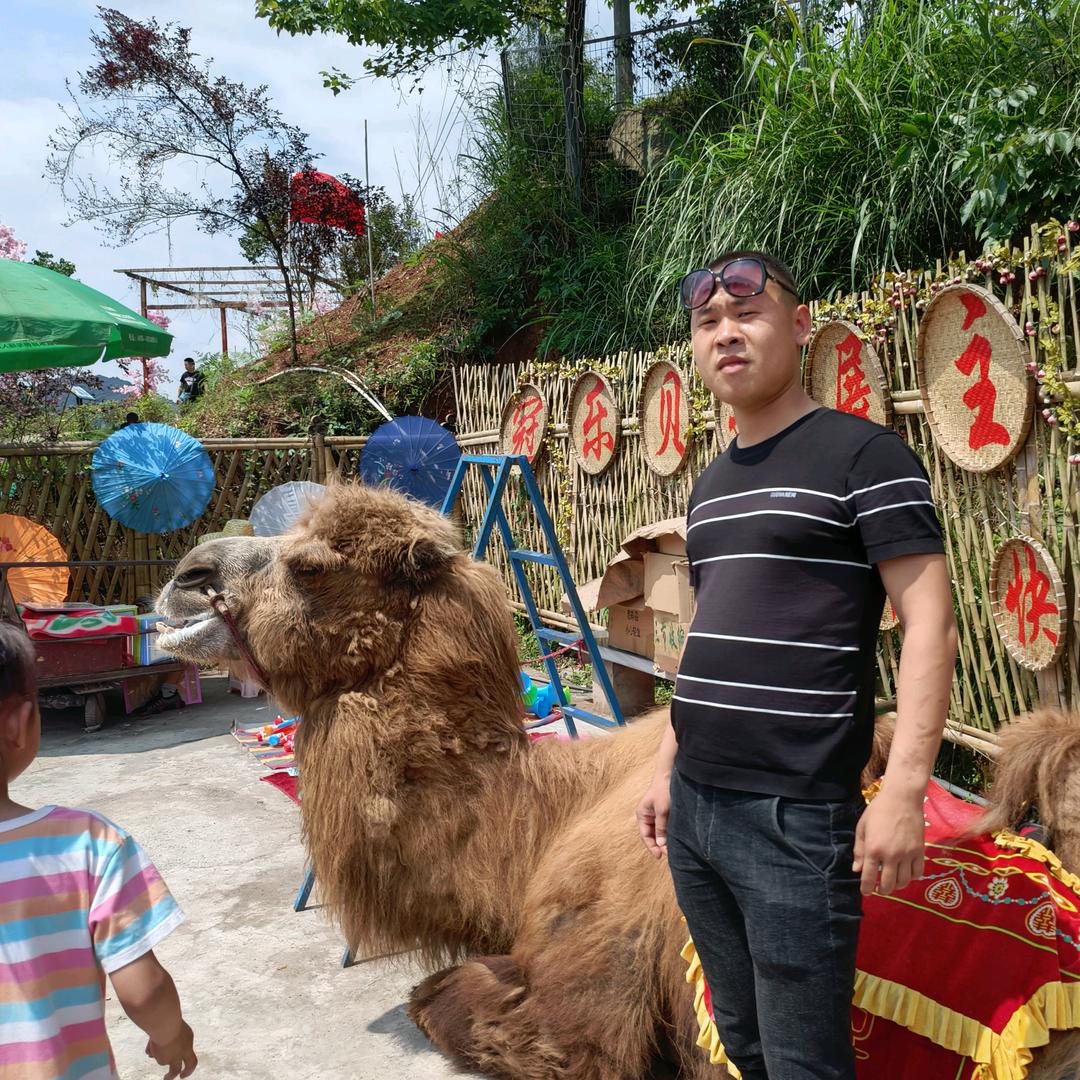 老三挖机炮机出租