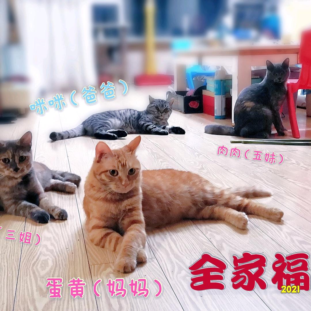 咪咪 蛋黄 静香 肉肉