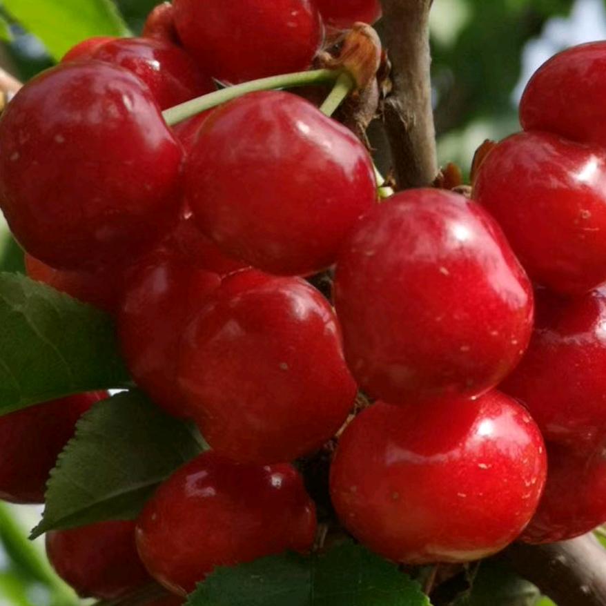 守军樱桃采摘园