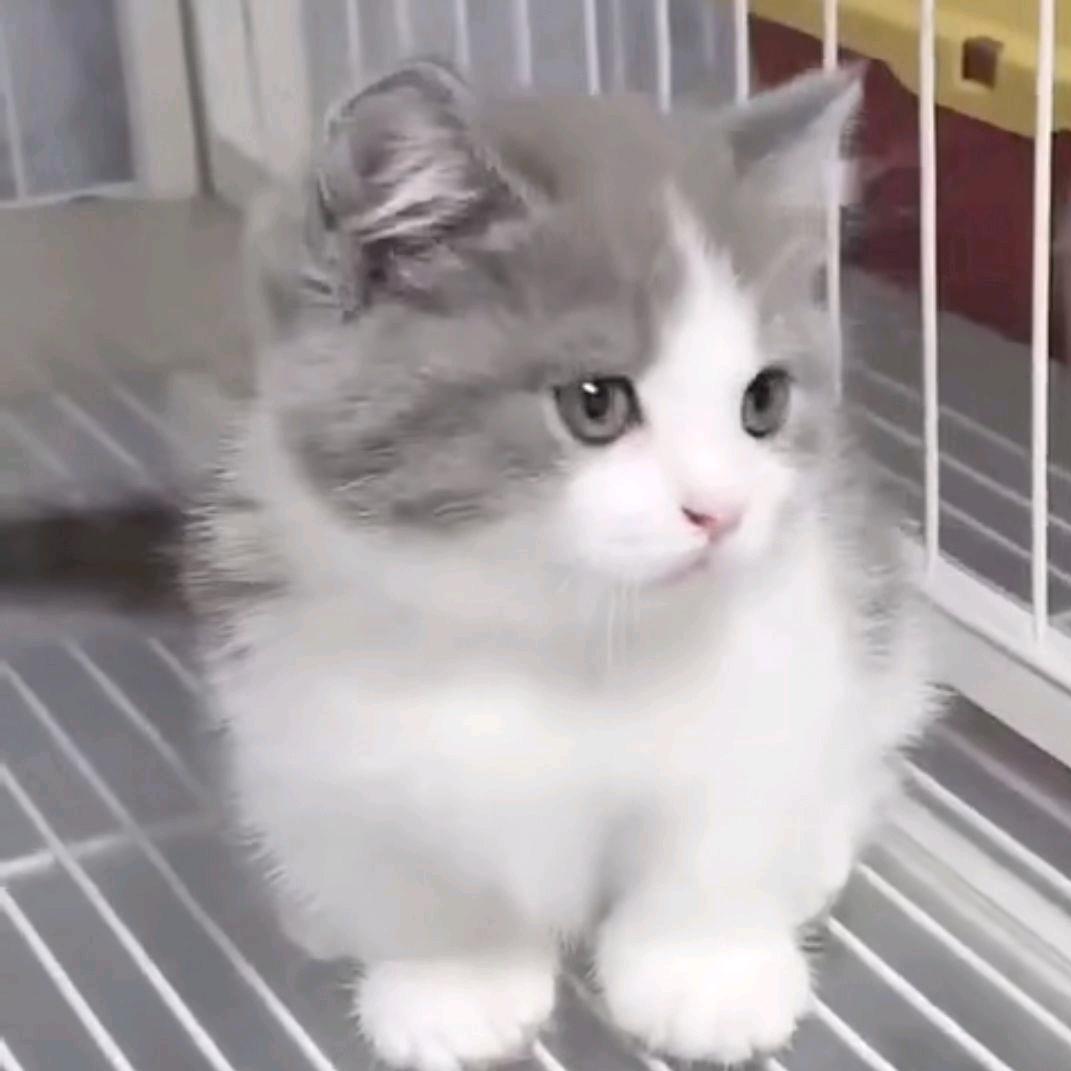 我爱小猫咪