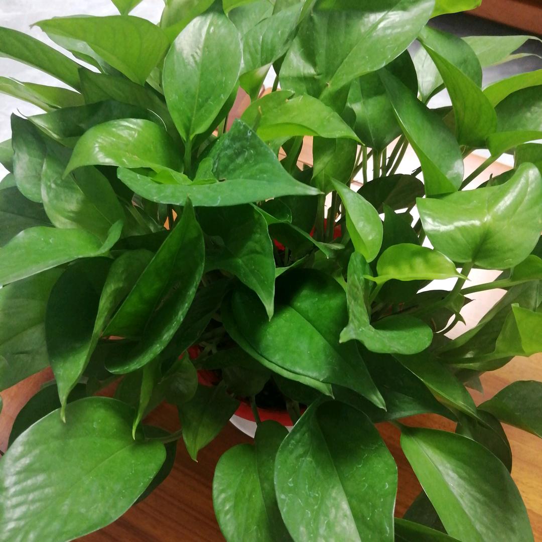 陈英🍓🍓