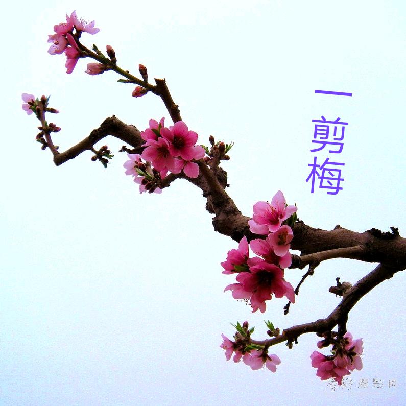 上林一剪梅