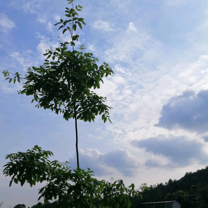 一路向阳🌺