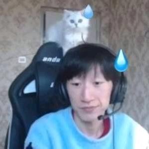 墨菲特的脑沟壑