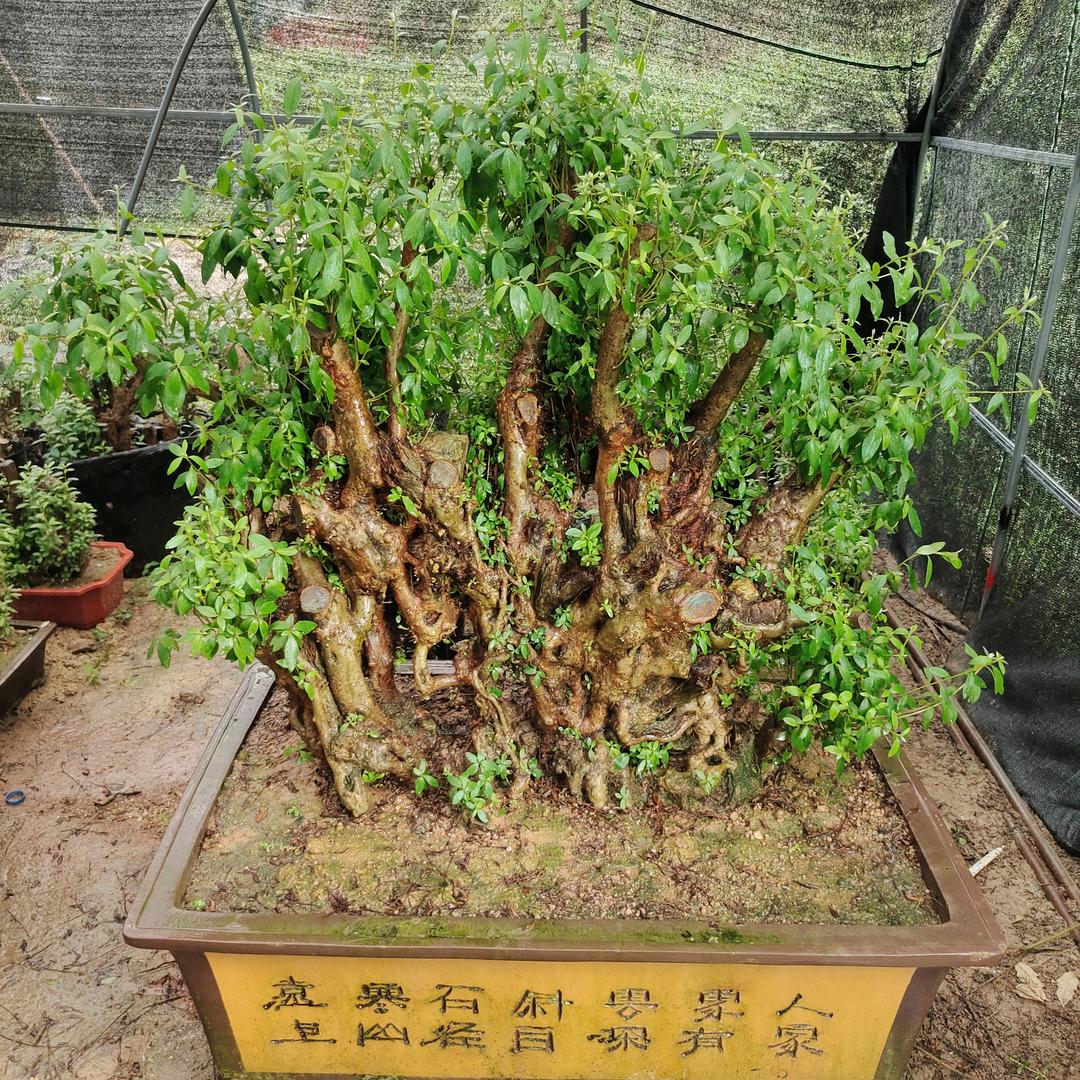 宜丰县修花养景园艺