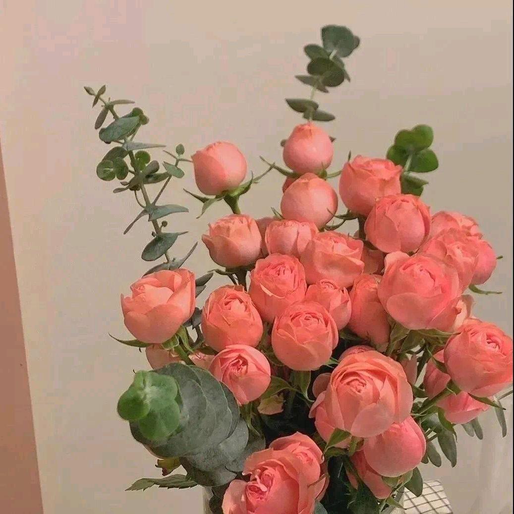 泰迪与企鹅头像