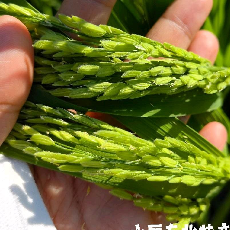 舒兰市小丽明心东北特产经营部