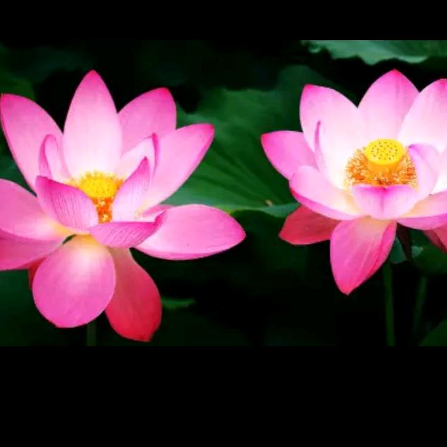 🌺春雨🌺