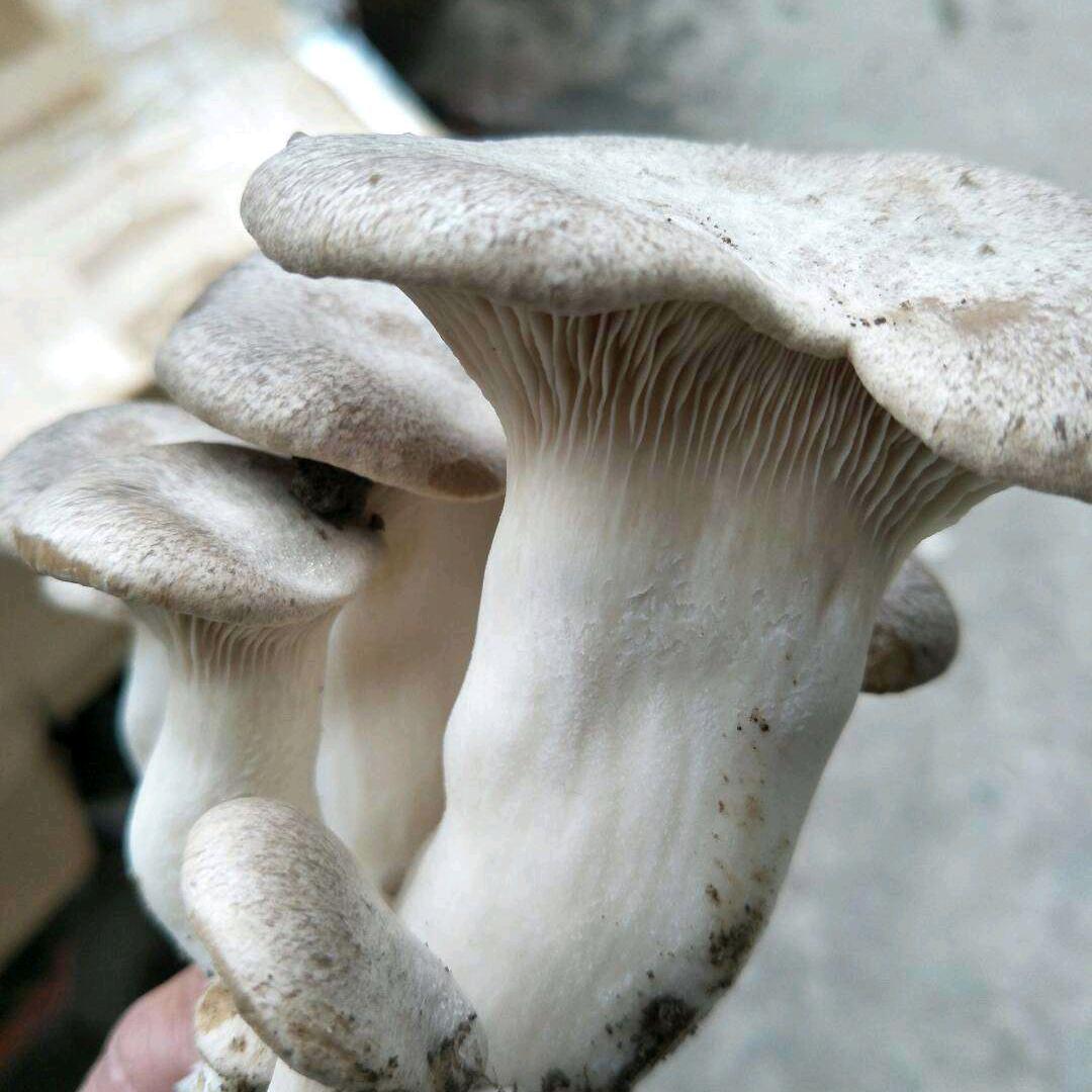 翠元