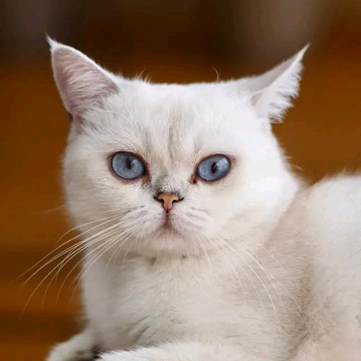 钰