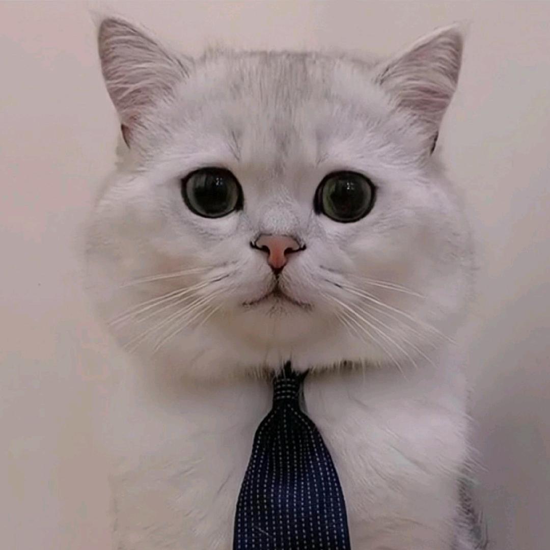 👿一闪一闪亮晶晶👿