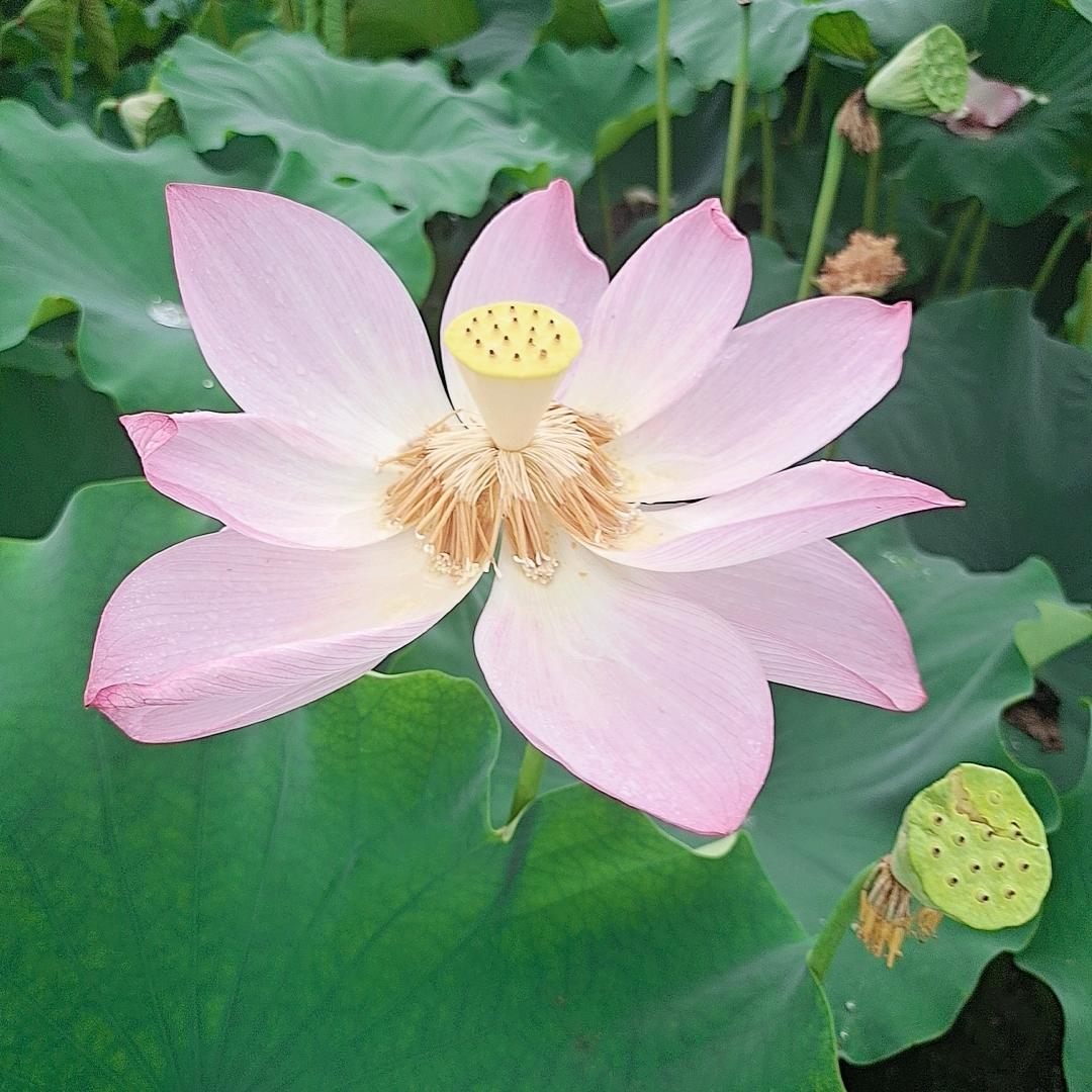 盈