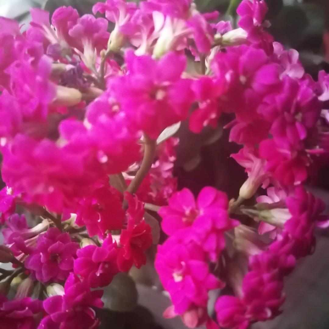 吴桂芝