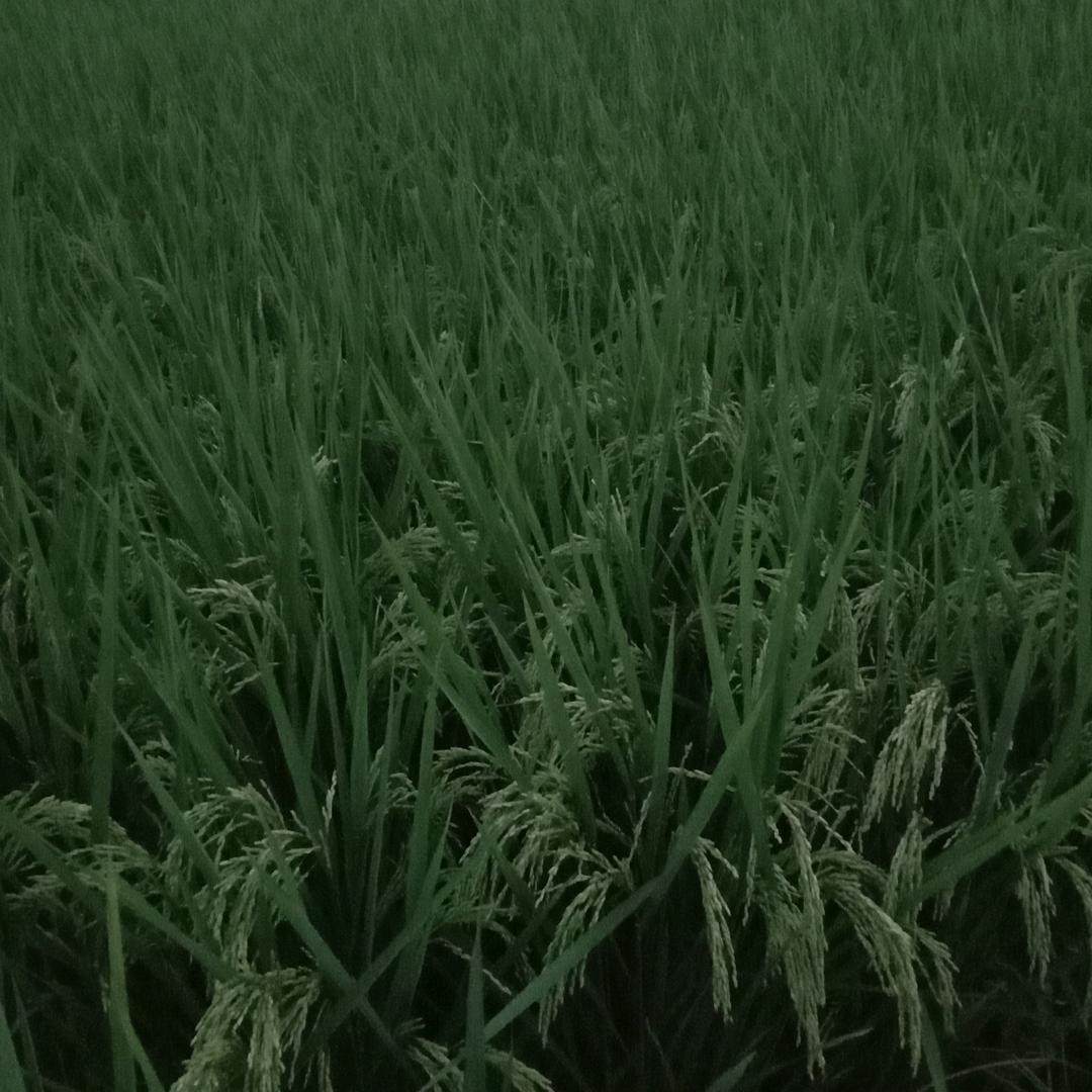 微雨清凉夏已尽