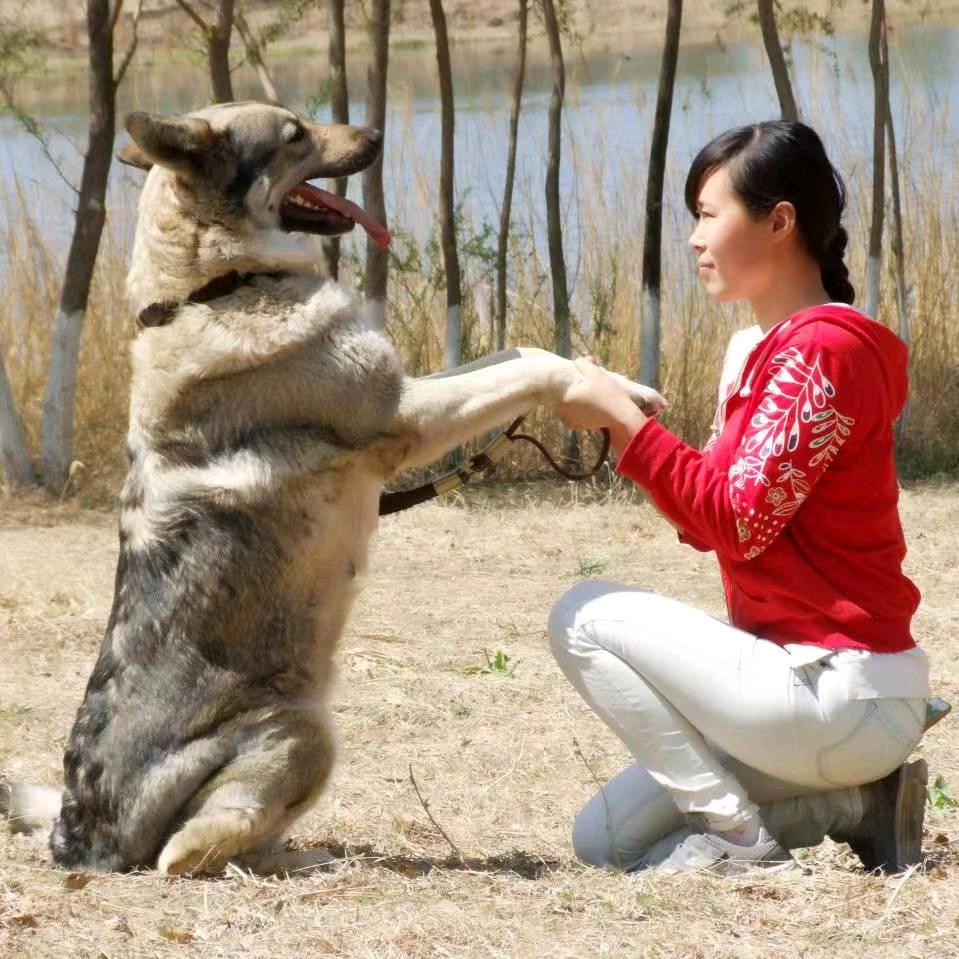 狼女小丹
