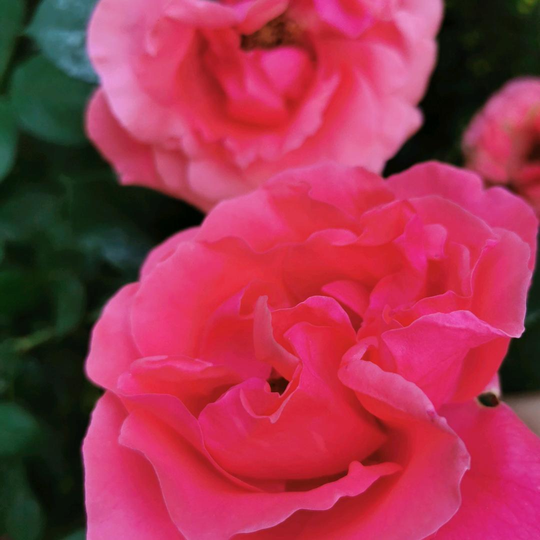 曾家山  陈三姐