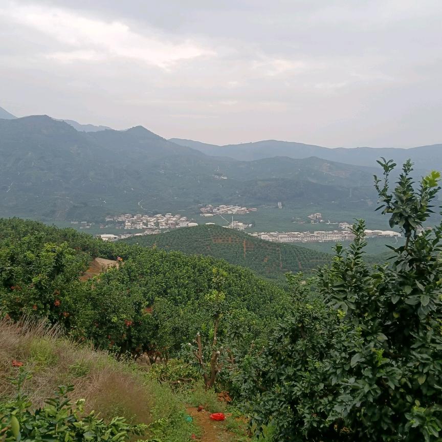 沙漠中的胡杨