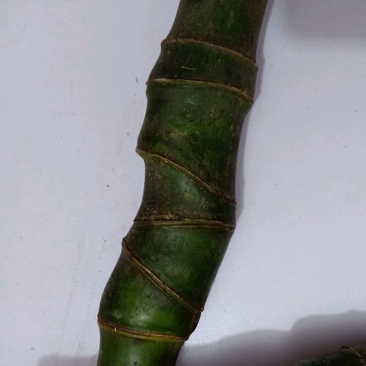 实心玉竹八九十贸易实心竹