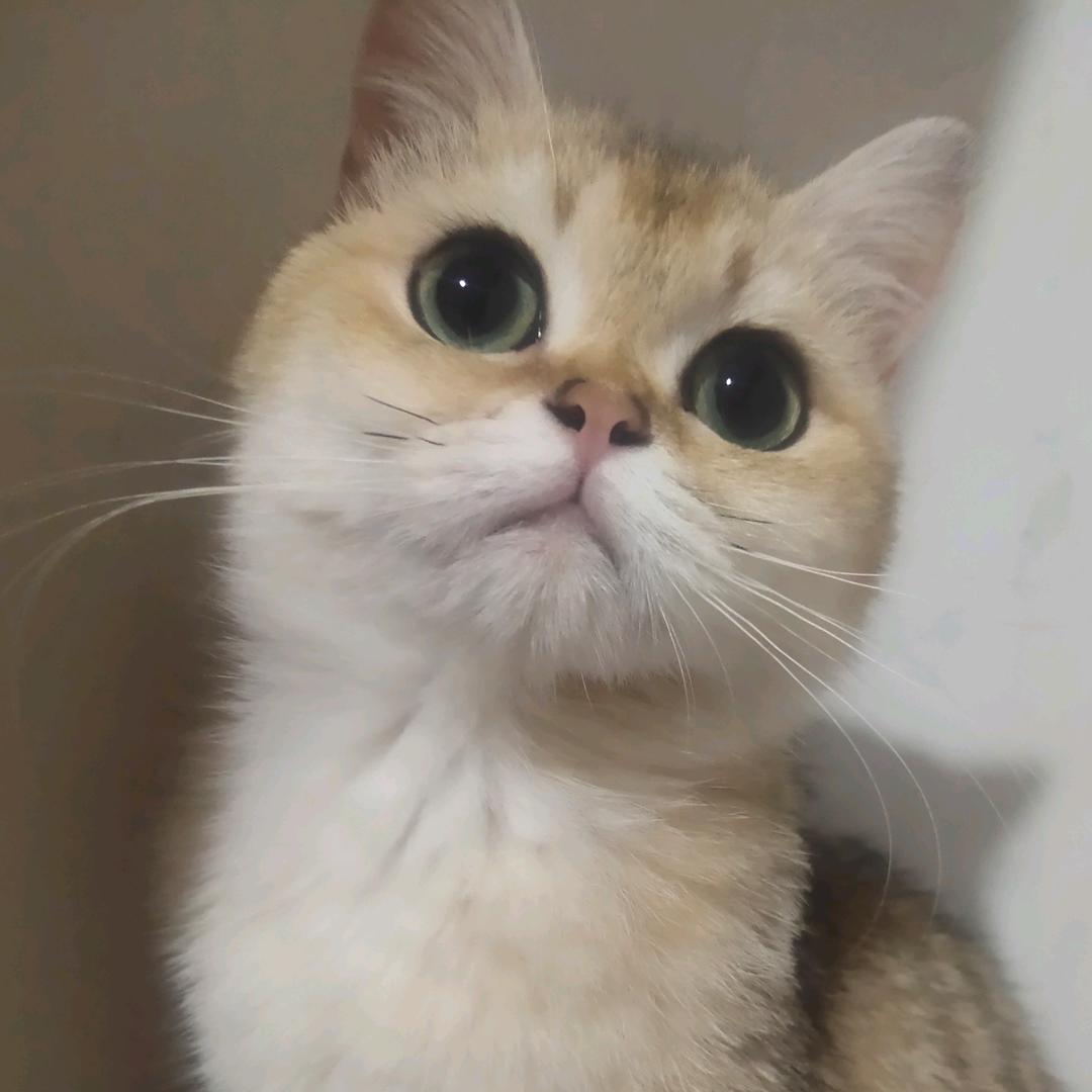 翡比寻常