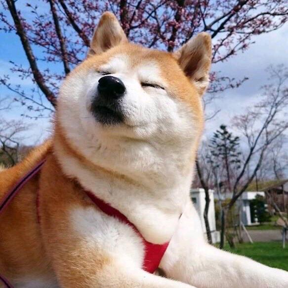 狗鹏