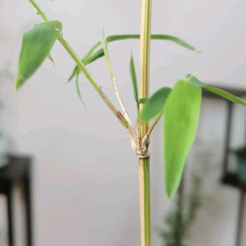 竹园兰苑-(竹兰批发)